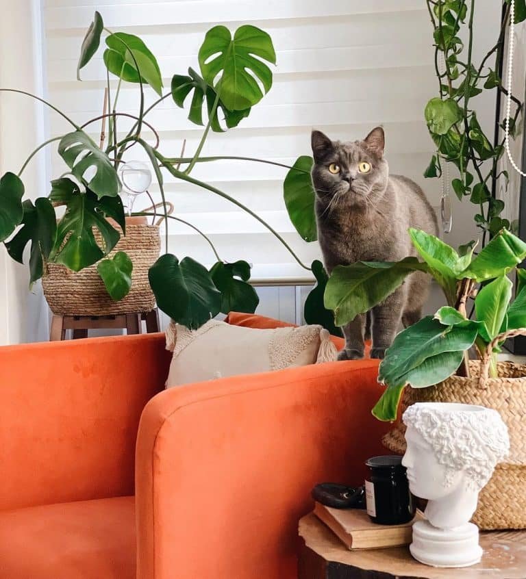 Top 9 Houseplants That Are Not Safe For Cats