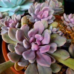 Growing and Caring for Topsy Debbis (Lilac Spoons)
