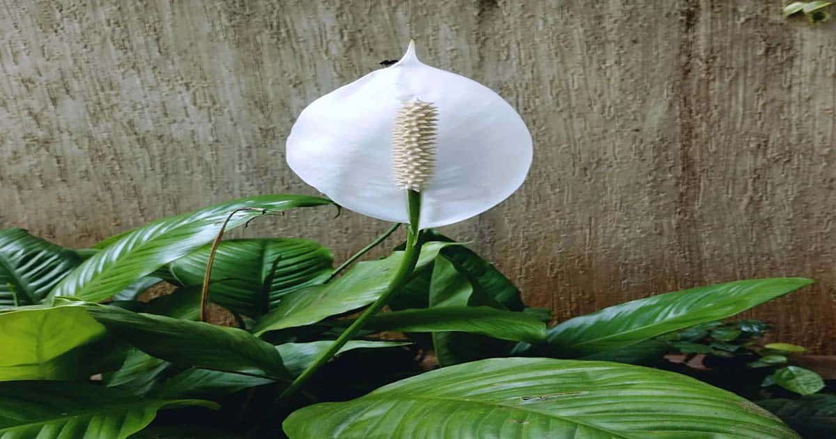Peace Lily (Spathiphyllum)
