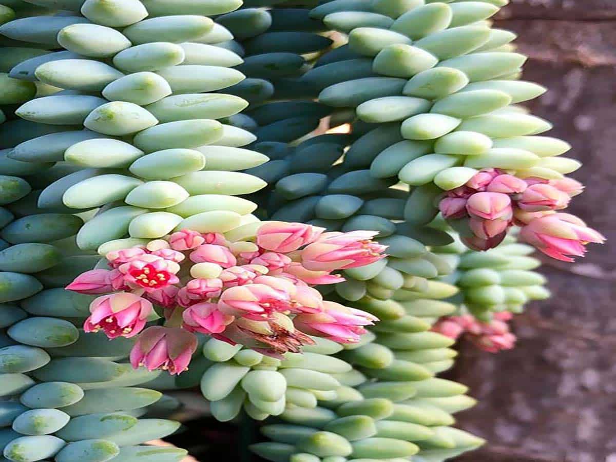 How To Grow a Healthy Donkey's Tail