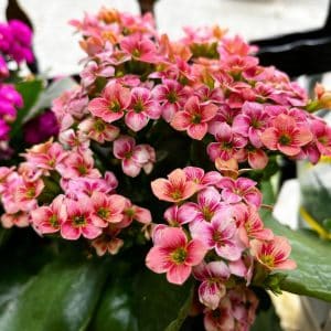 The Bright And Easy-to-Care Kalanchoe