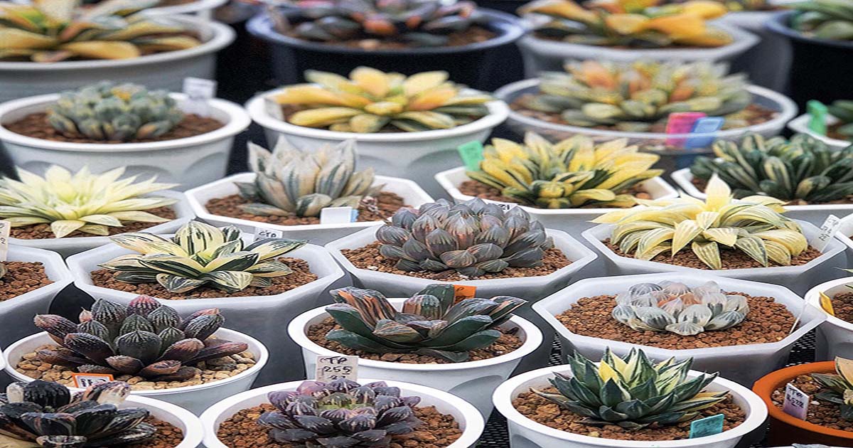 Grow Haworthia Successfully with These Tips