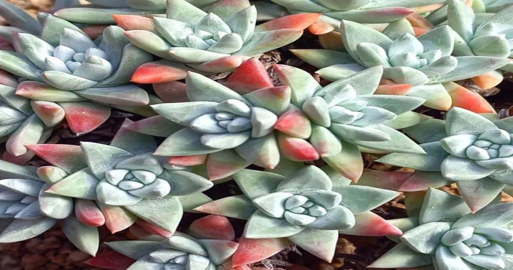 How To Keep Your Dudleya (Liveforever) Alive And Healthy