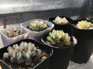 Grow Haworthia Successfully with These Tips
