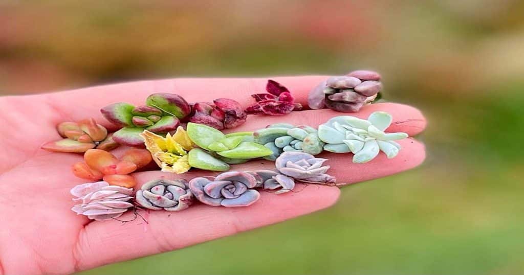 8 Mistakes To Avoid When Propagating Succulents
