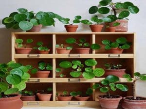 Pilea pepermioides - Decorate With These 8 Money-Attracting Succulents