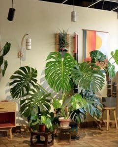 These 5 Rare Houseplants Are High In Demand!