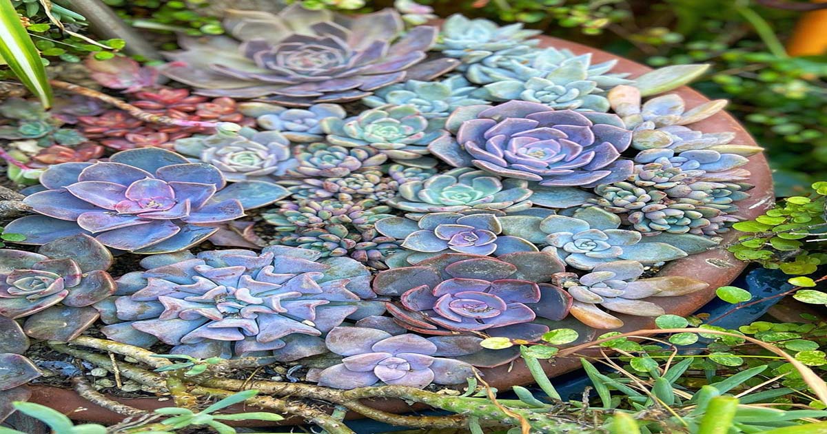 Tips For Keeping Your Echeveria Succulent Happy