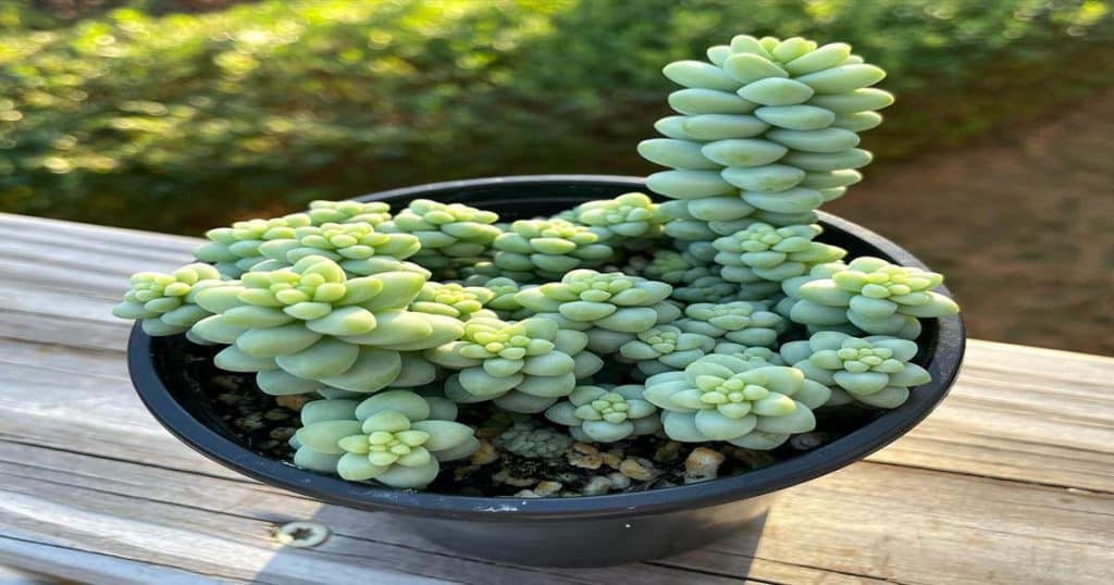 How To Grow A Healthy Donkey's Tail