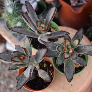 Tips For Caring For Chocolate Soldier Plants