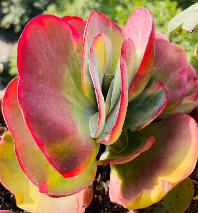 Tips for Caring for a Flapjack Succulent