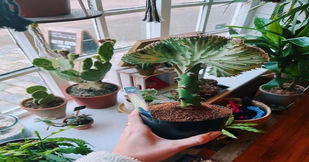 Tips For A Healthy Coral Cactus