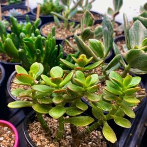 Crassula Plant Care Guide