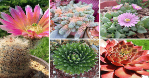 50 Hardy Succulents That Are Good For Cold Weather