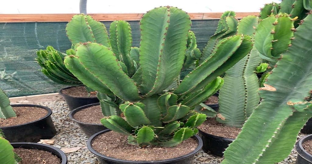 How To Grow Euphorbia Ingens Successfully