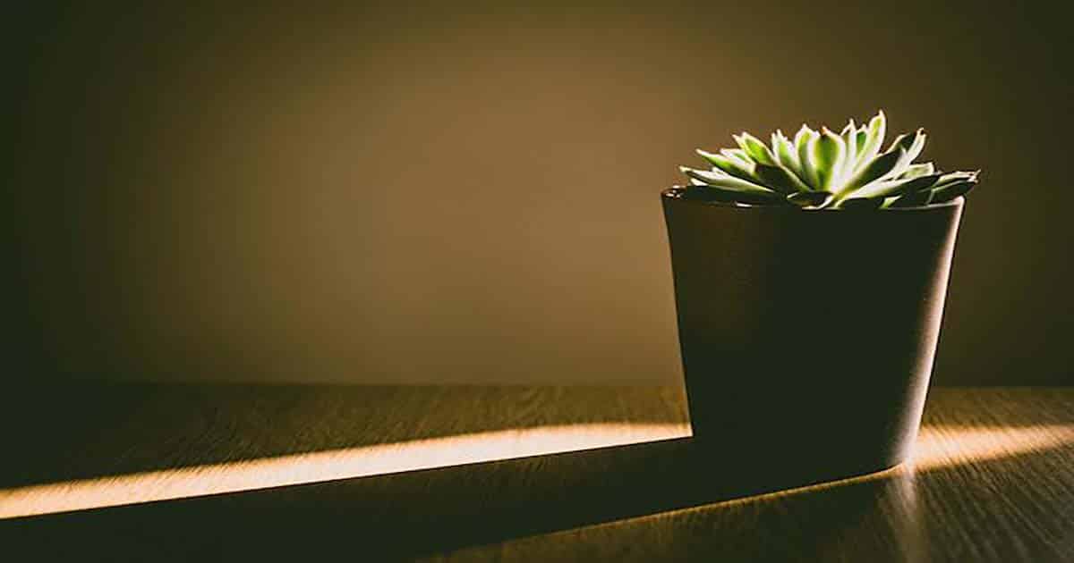 How Much Light Do Succulents Require?