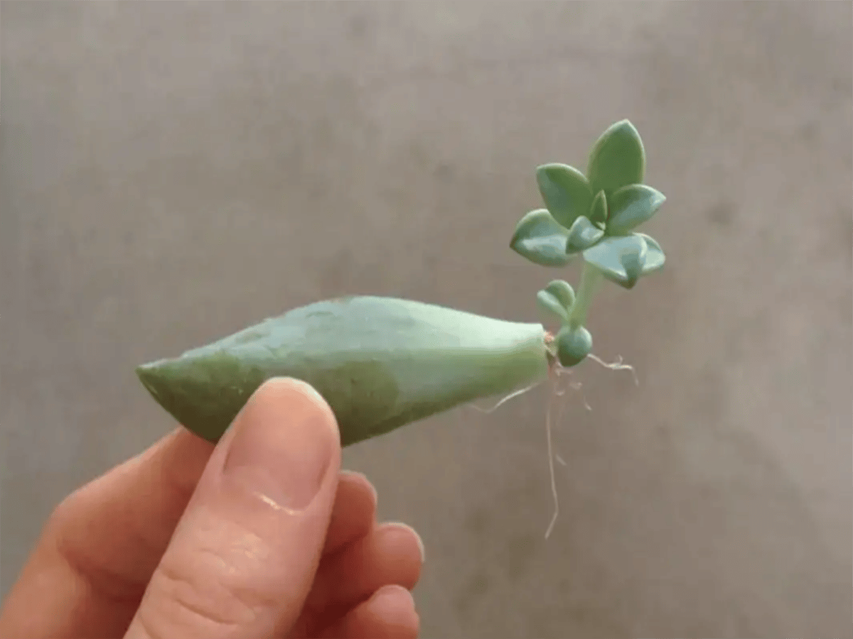 8 Mistakes To Avoid When Propagating Succulents