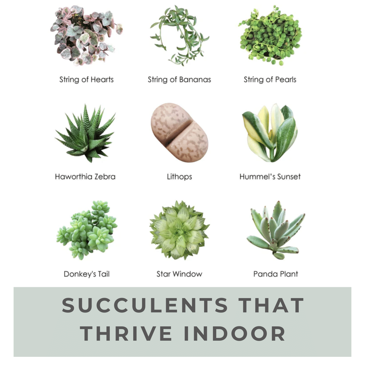 How Much Light Do Succulents Require? - Succulents That Thrive Indoor