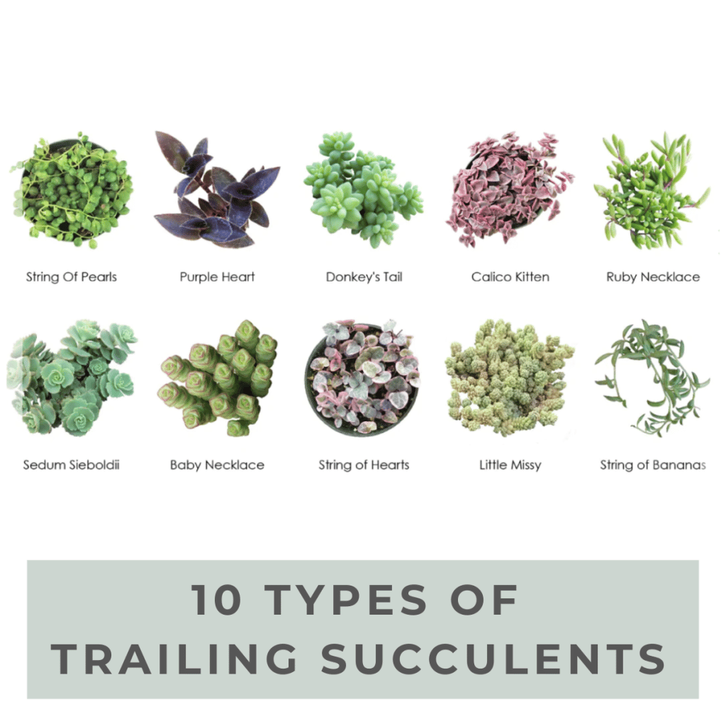 Top 100+ Popular Succulent Pictorial Guide