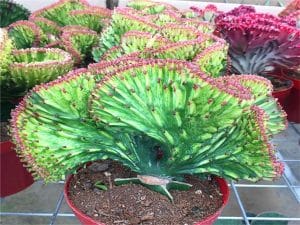 Tips For A Healthy Coral Cactus