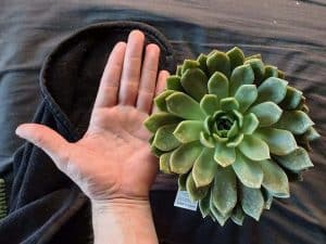 8 Tips For Growing Bigger Succulents Faster
