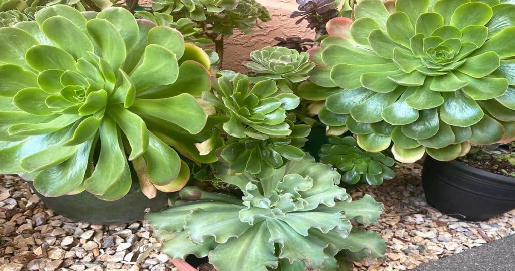 8 Tips For Growing Bigger Succulents Faster