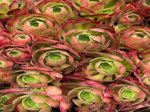 Add Some Color To Your Life With Aeoniums