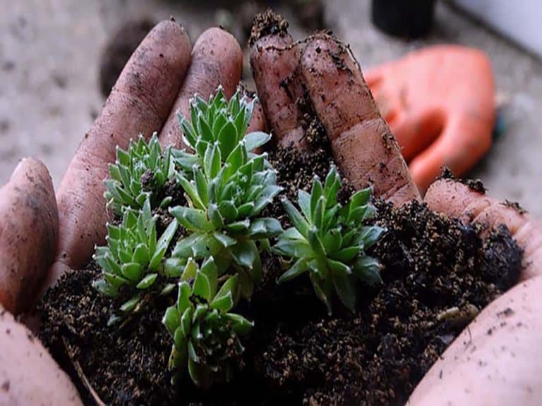 The Best Type Of Potting Soil For Your Succulents