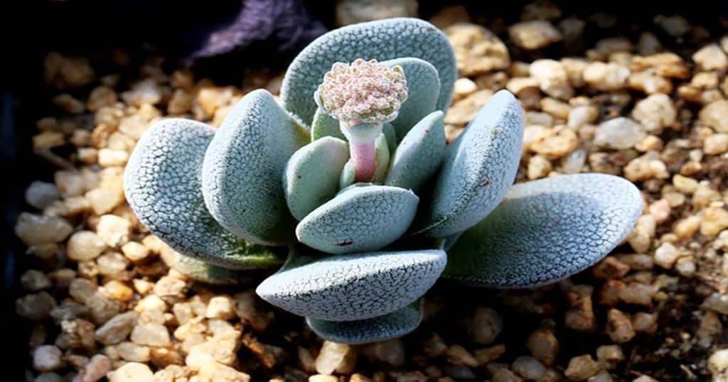 Tips For Getting More Succulent Pups