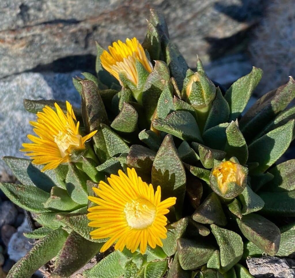 Nananthus Aloides