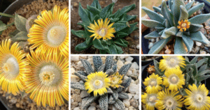 10 Types of Nananthus Pictorial Guide