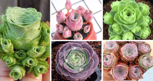 12 Rose Succulents From Magical Fairytale Wonderland