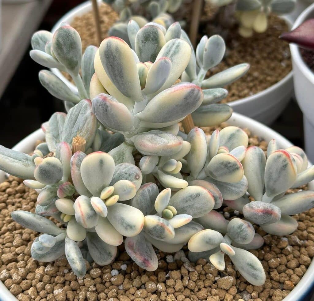 60 Types Of Popular White Succulent With Names And Pictures