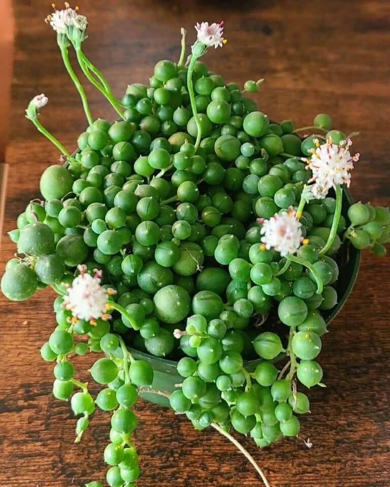 30 Types Of Trailing String Succulents Pictorial Guide