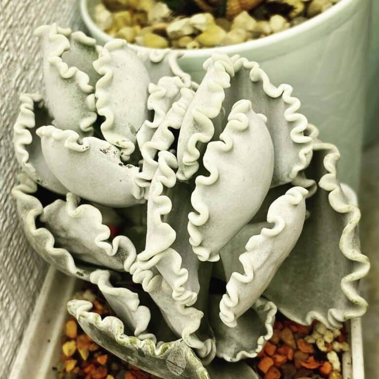 60 Types Of Popular White Succulent With Names And Pictures
