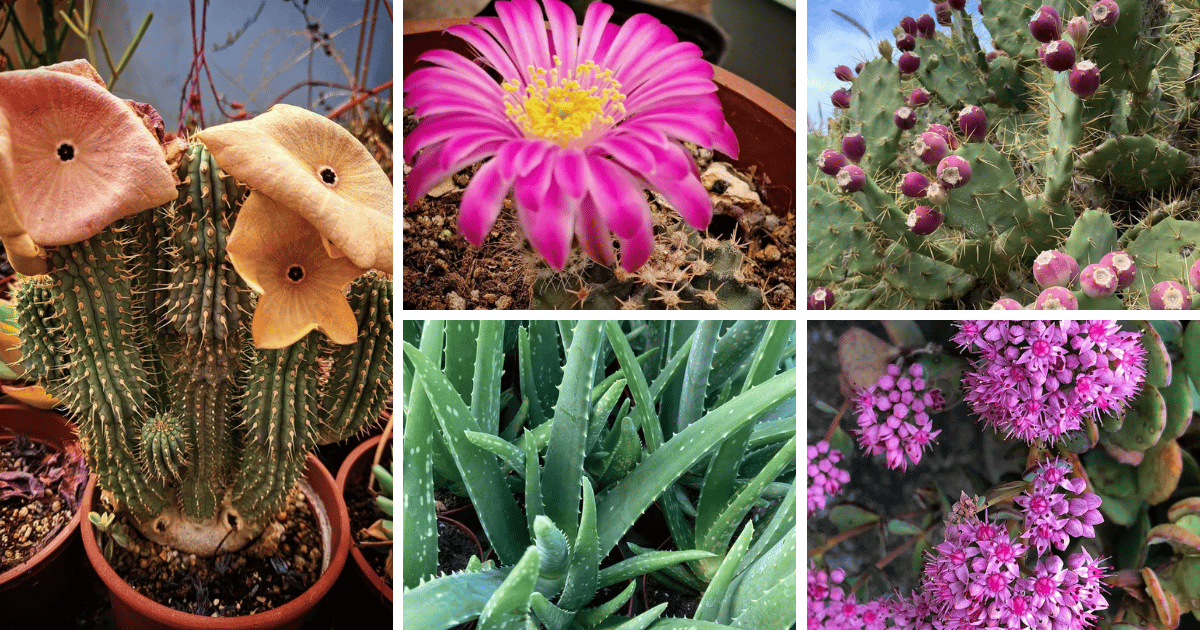 16 Edible Succulents And Their Health Benefits