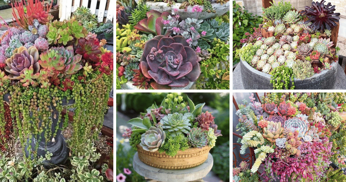 20 Beautiful Succulent Fountain Planter Ideas