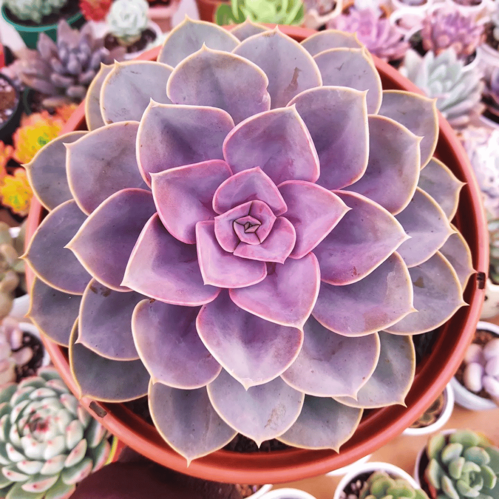 60 Popular Pink Succulents That Everyone Loves