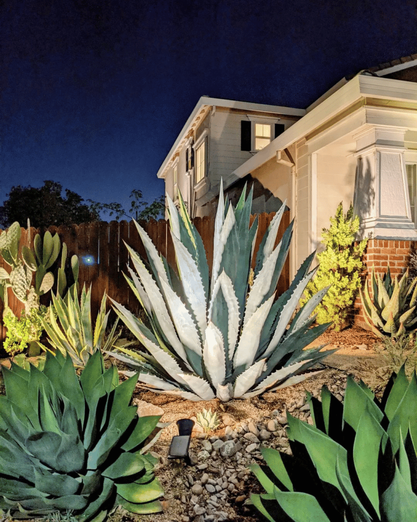 Agave Tequilana (Blue Agave)