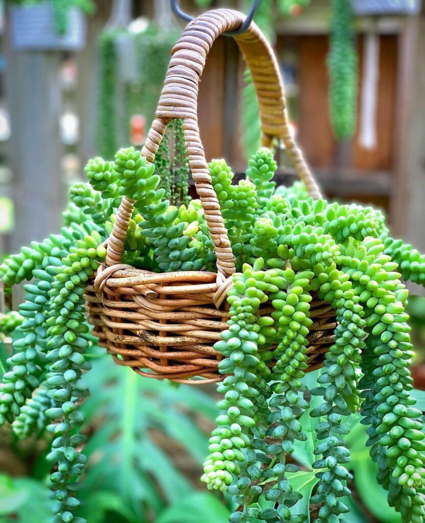 30 Types Of Trailing String Succulents Pictorial Guide