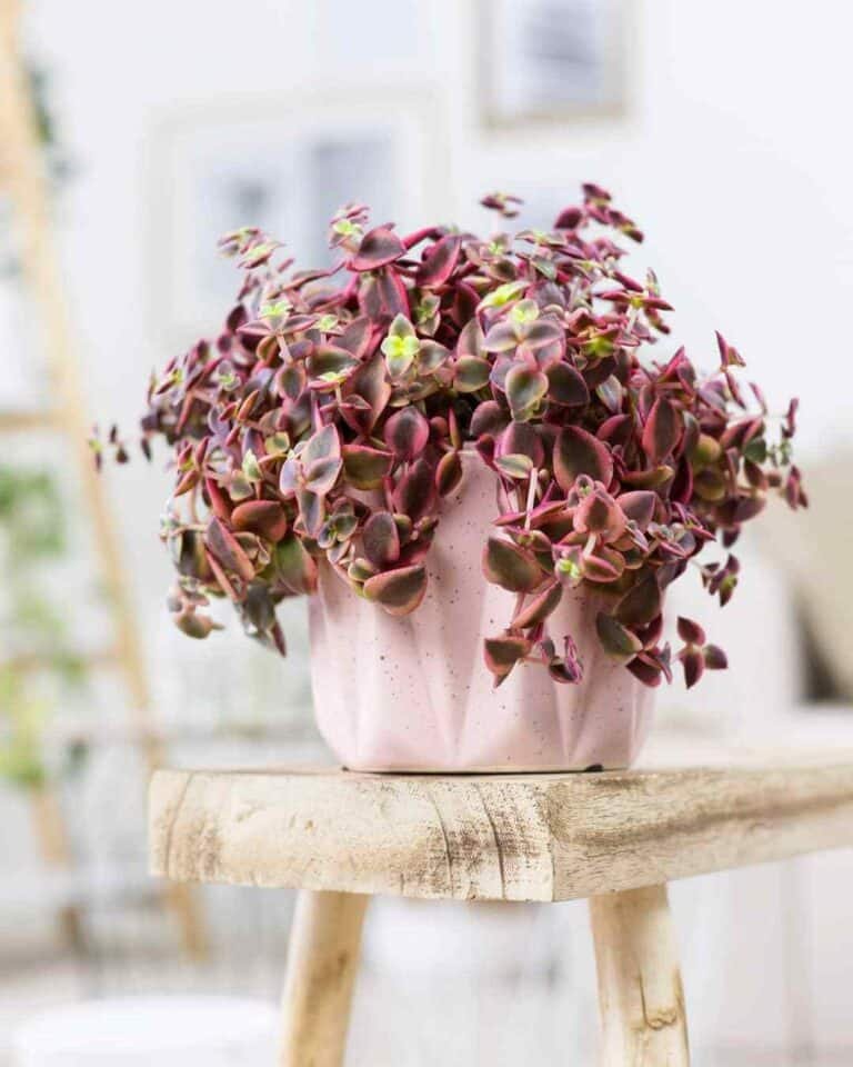 30 Types Of Trailing String Succulents Pictorial Guide