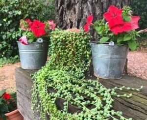 30 Types Of Trailing String Succulents Pictorial Guide