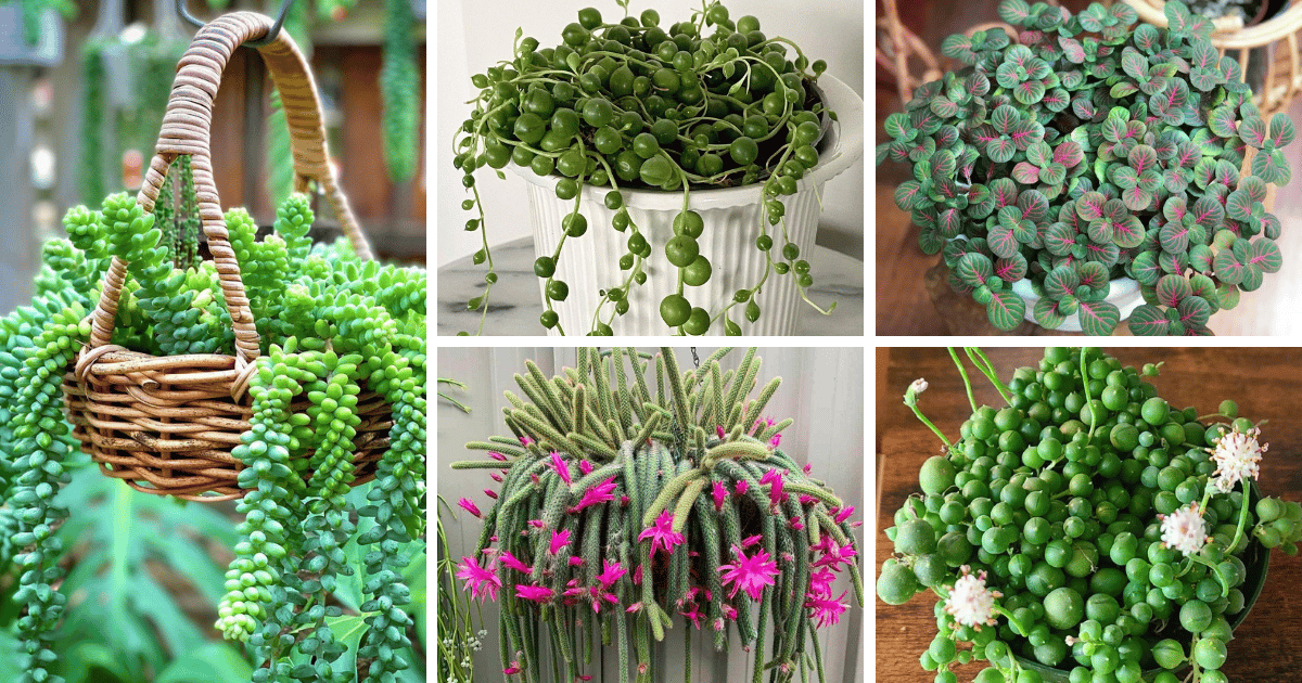 30 Types Of Trailing String Succulents Pictorial Guide