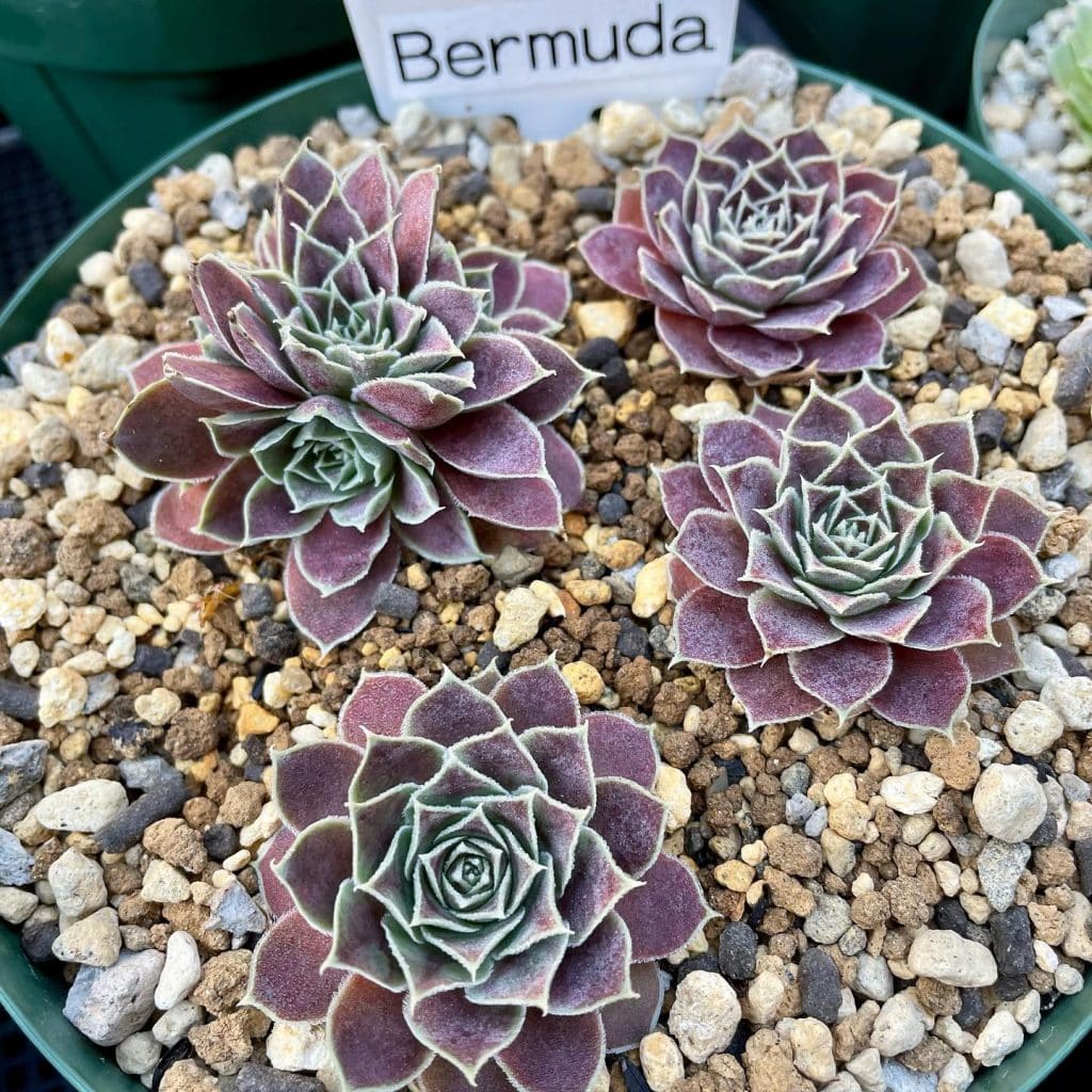 Sempervivum Heuffelii ( Bermuda )