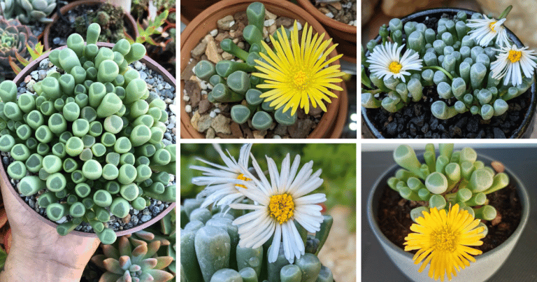 4 Species of Fenestraria Pictorial Guide