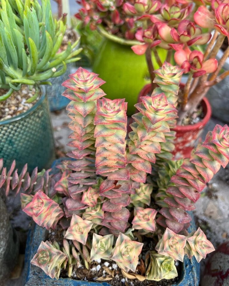 30 Types Of Trailing String Succulents Pictorial Guide