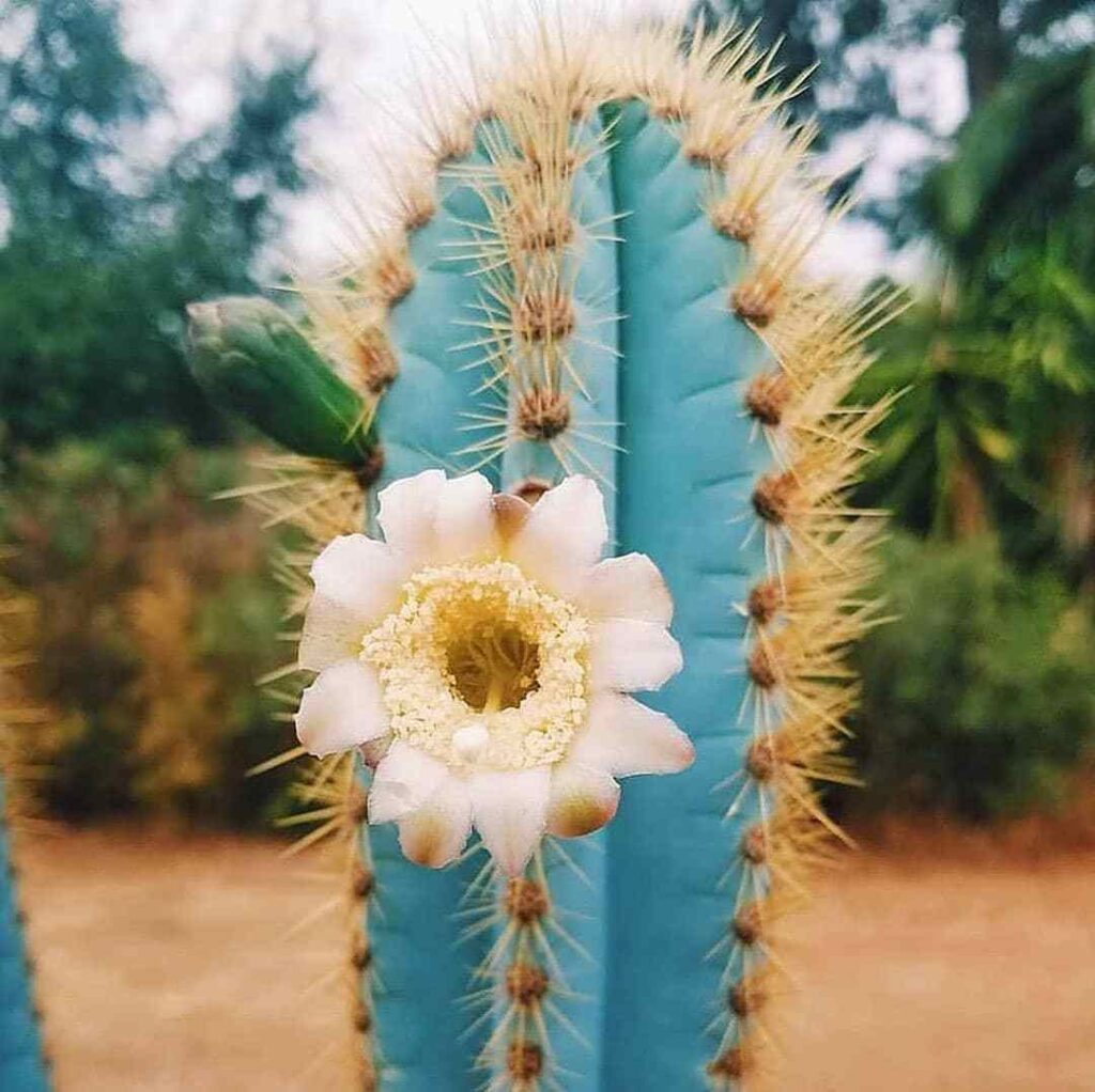 Pilosocereus Azureus (Blue Torch Cactus)