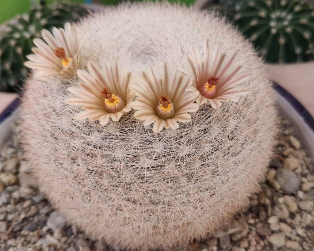 Mammilloydia Candida (Snowball Cactus)