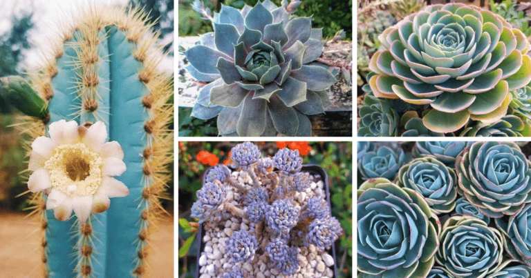55 Gorgeous Blue Succulent With Identification Names And Pictures