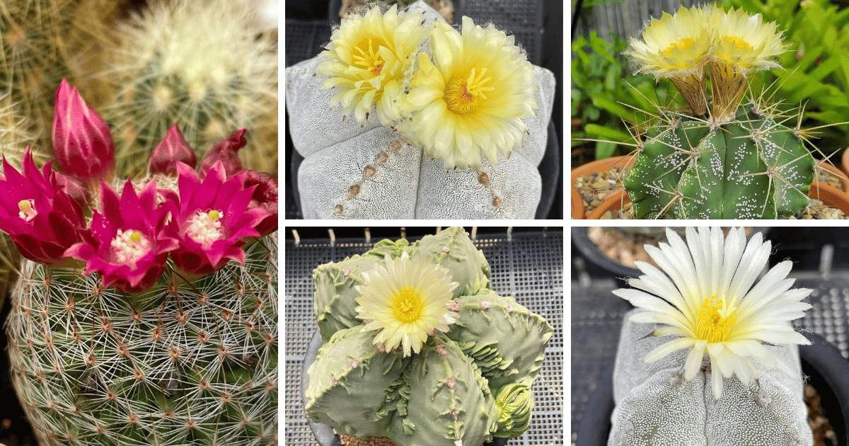 6 Types of Astrophytum Pictorial Guide